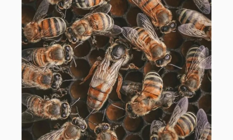 Продам матки Бакфаст - фото № 1