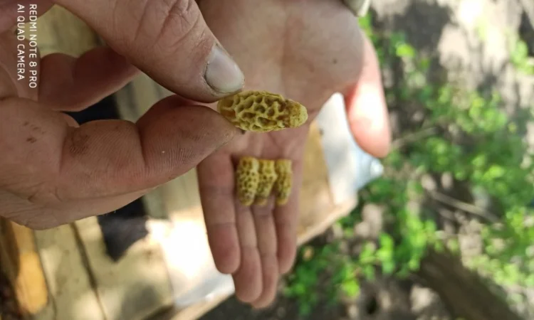 Продам матки карніки Ф1 2024р - фото № 1