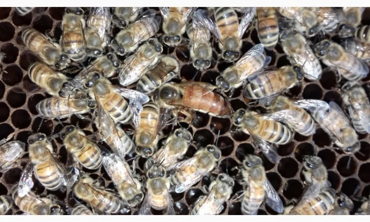 Продам зимувалі бджоломатки бакфаст штучного запліднення 2023 року - фото № 1