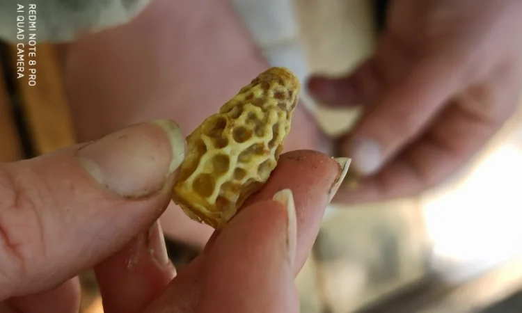 Продам зимувалі бджоломатки бакфаст штучного запліднення 2023 року - фото № 2