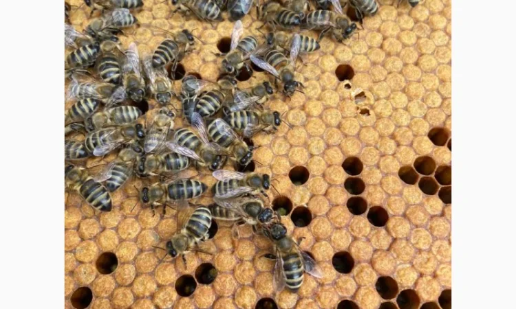 Продам пчеломатки Карпатка Вучковская - фото № 1