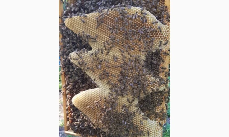 Продам пчеломатки Карпатка Вучковская - фото № 2