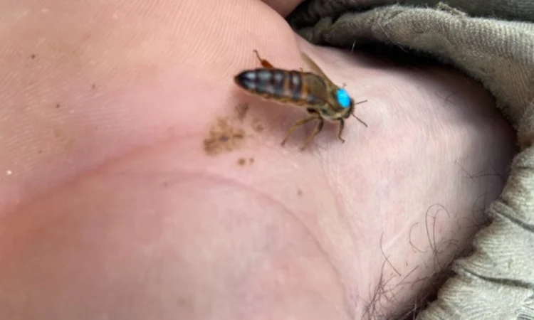 Продам пчеломатки Карпатка Вучковская - фото № 3