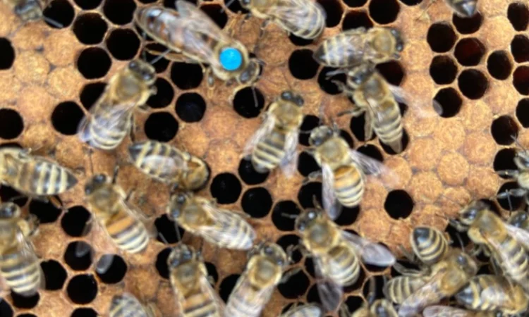 Продам пчеломатки Карпатка Вучковская - фото № 4