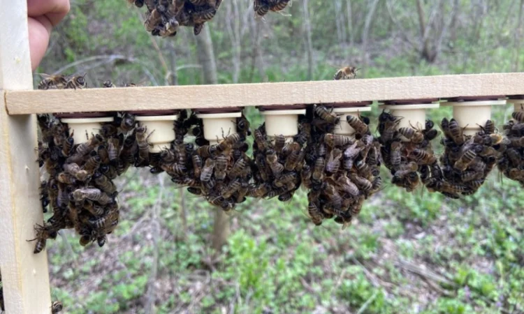 Продам маток итальянской породы - фото № 2