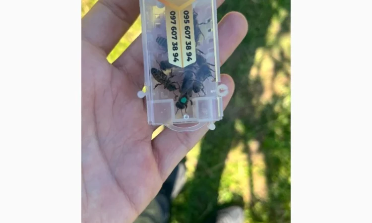 Бджоломатка Карпатка – вигідний прайс для оптовиків - фото № 1