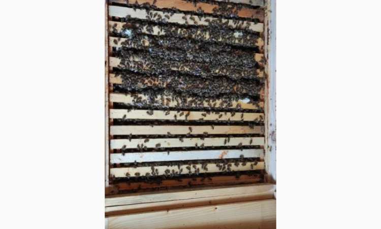 Бджоломатка Карпатка – вигідний прайс для оптовиків - фото № 3