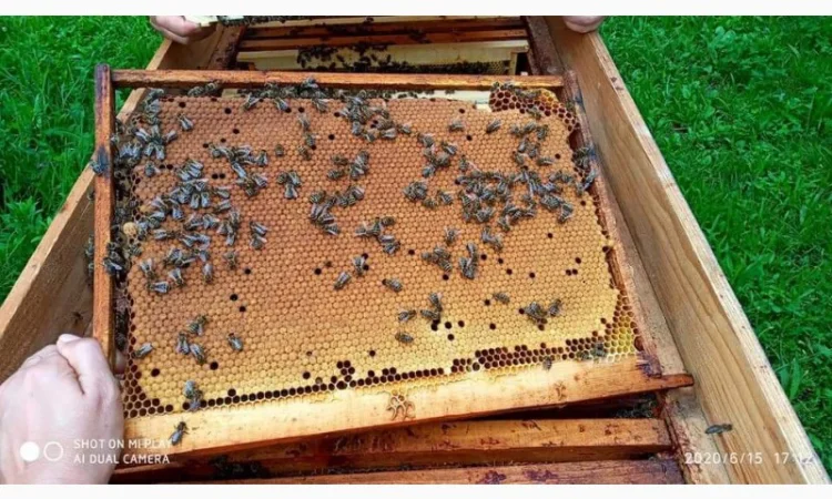 Бджоломатка Карпатка – вигідний прайс для оптовиків - фото № 4