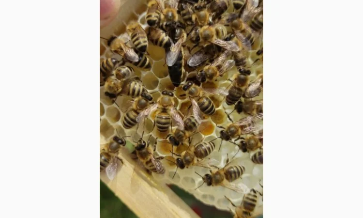 Бджоломатка Карпатка – вигідний прайс для оптовиків - фото № 5