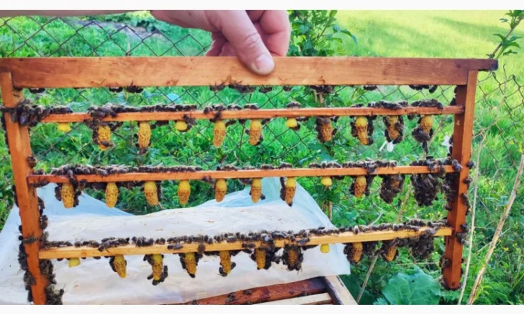 Бджоломатка Карпатка – вигідний прайс для оптовиків - фото № 7