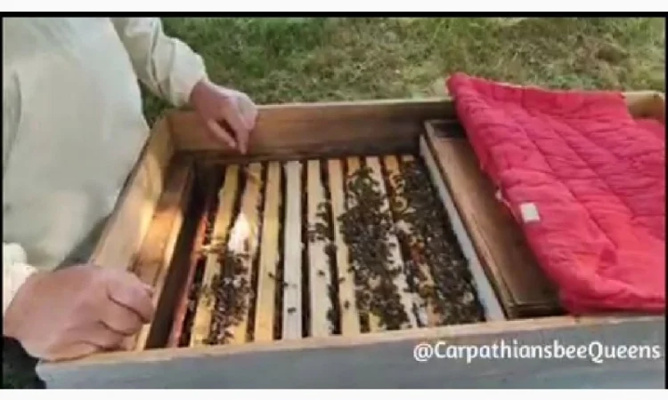 Бджоломатка Карпатка – вигідний прайс для оптовиків - фото № 8
