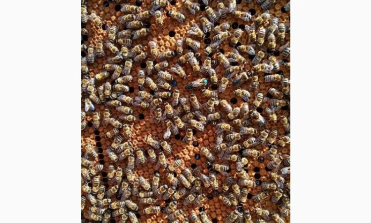 Бджоломатка Карпатка – вигідний прайс для оптовиків - фото № 9