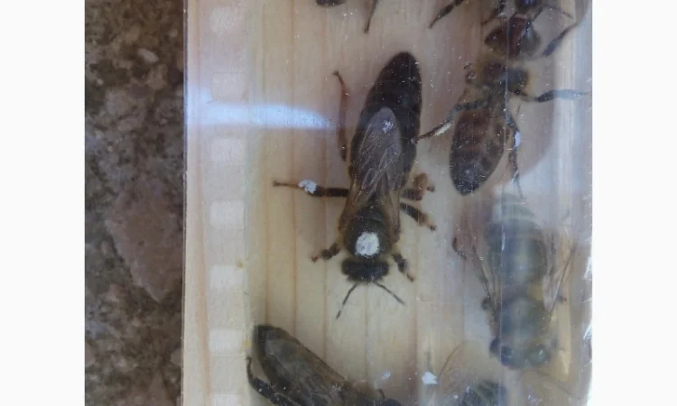 Пропоную маток породи Карпатка для оптових закупівель – приємний прайс - фото № 5