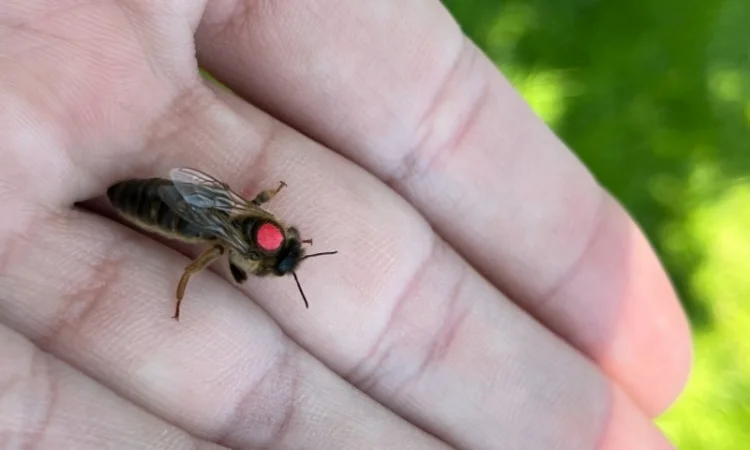 Пропоную маток породи Карпатка для оптових закупівель – приємний прайс - фото № 3