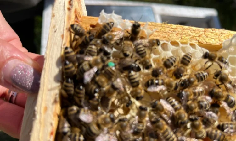 Пропоную маток породи Карпатка для оптових закупівель – приємний прайс - фото № 4