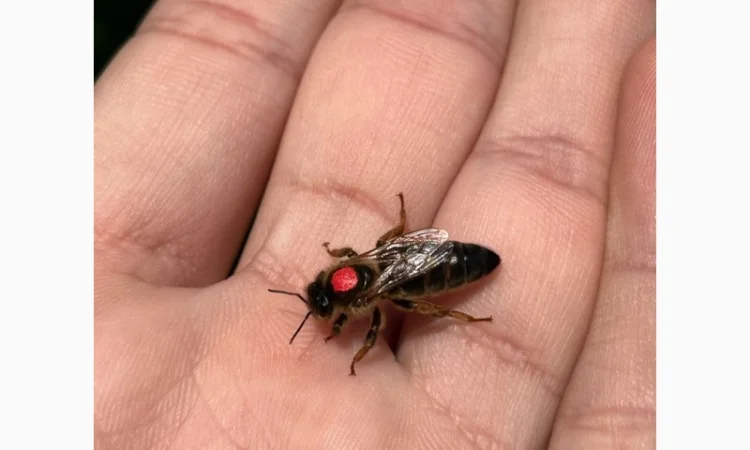 Пропоную маток породи Карпатка для оптових закупівель – приємний прайс - фото № 7