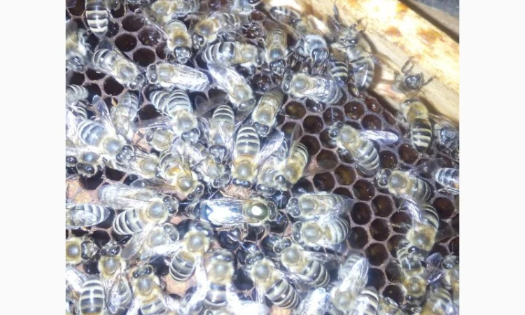 Пропоную маток породи Карпатка для оптових закупівель – приємний прайс - фото № 9