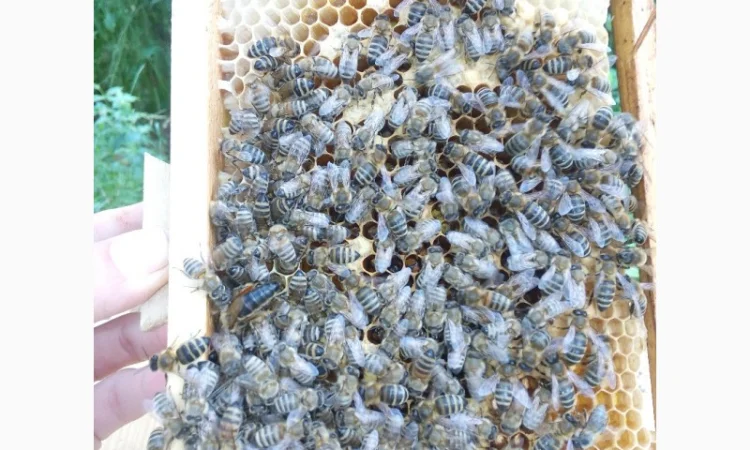 Пропоную маток породи Карпатка для оптових закупівель – приємний прайс - фото № 10