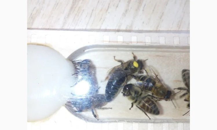 Пропоную маток породи Карпатка для оптових закупівель – приємний прайс - фото № 11