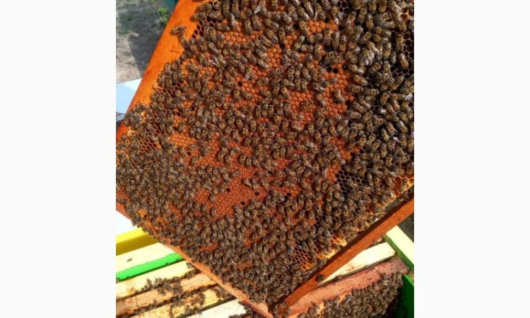 Пропоную маток породи Карпатка для оптових закупівель – приємний прайс - фото № 6