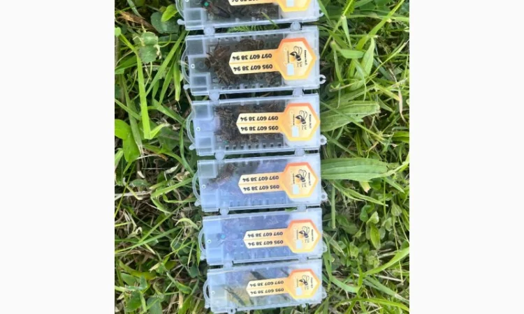 Пропоную бджолині матки Карпатської породи – особливі умови для оптових покупців - фото № 3