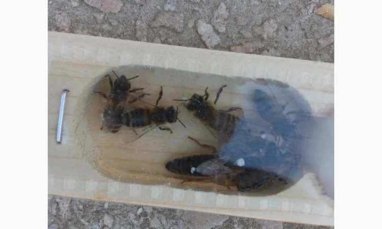 Пропоную бджолині матки Карпатської породи – особливі умови для оптових покупців - фото № 7