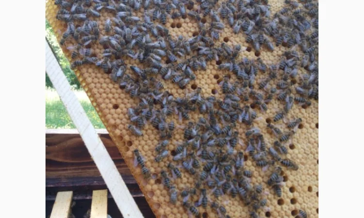 Пропоную бджолині матки Карпатської породи – особливі умови для оптових покупців - фото № 5