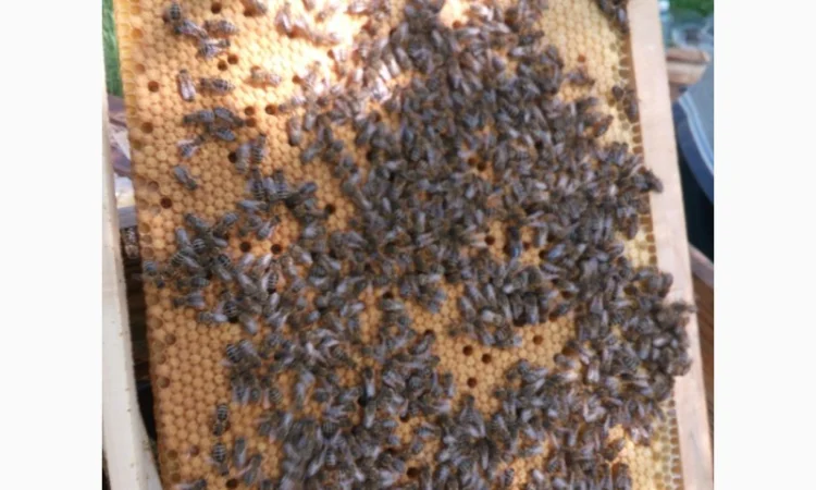 Пропоную бджолині матки Карпатської породи – особливі умови для оптових покупців - фото № 2