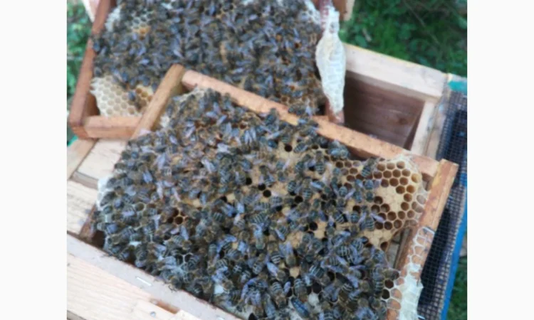 Пропоную бджолині матки Карпатської породи – особливі умови для оптових покупців - фото № 8