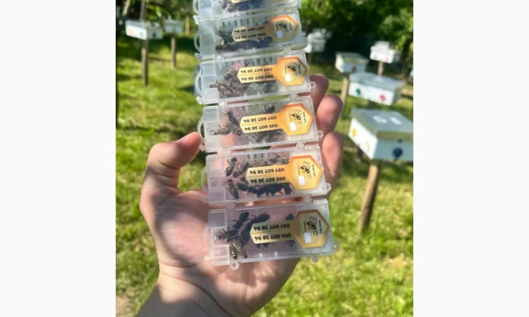 Пропоную бджолині матки Карпатської породи – особливі умови для оптових покупців - фото № 1