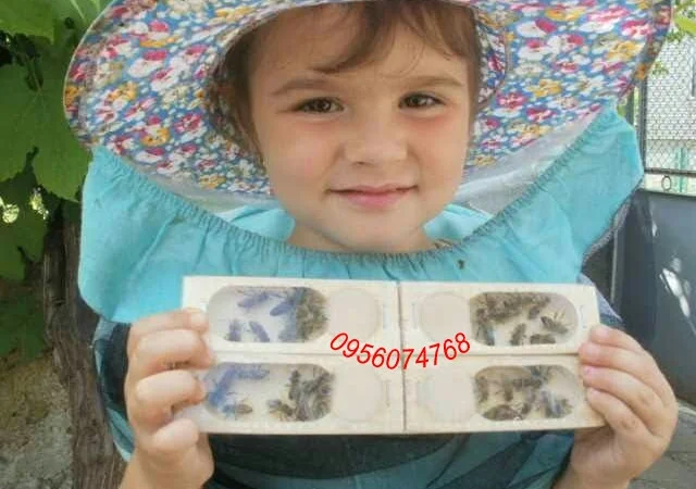 Матки "карпатка" 2024 - фото № 1