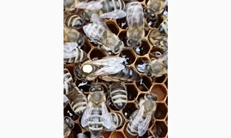 Матки "карпатка" 2024 - фото № 3