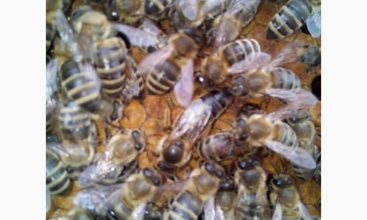 Бджоломатки високопродуктивні - фото № 3