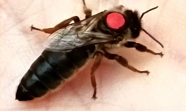 Плідні матки "КАРПАТКА" 2024 - фото № 1