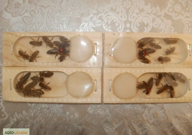 Плідні матки "КАРПАТКА" 2024 - фото № 3