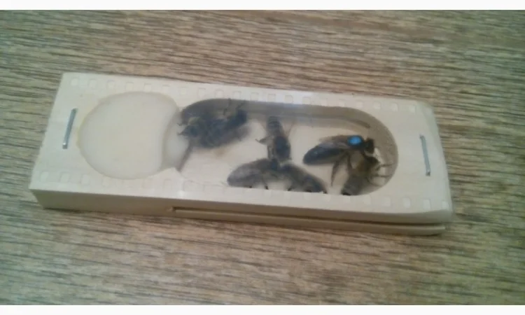 Плідні матки "КАРПАТКА" 2024 - фото № 4