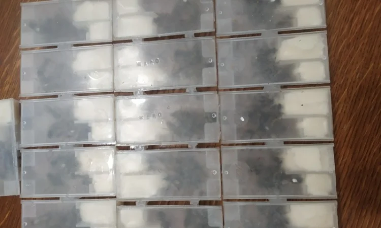 Плідні матки карпатки - фото № 1