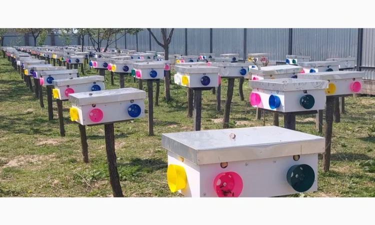 Високоякісні бджоли – матки карпатки від провідного розплідника Закарпаття - фото № 1