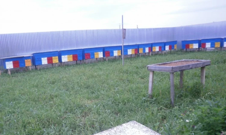 Високоякісні бджоли – матки карпатки від провідного розплідника Закарпаття - фото № 2