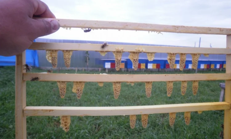 Високоякісні бджоли – матки карпатки від провідного розплідника Закарпаття - фото № 3