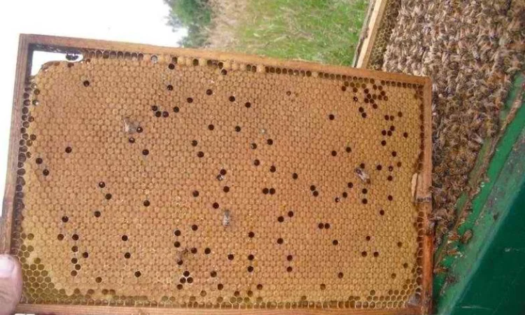 Продаж маток "Карніка" - фото № 1