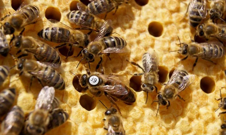 Carnica - фото № 5