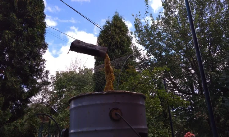 Продам бджоломатки породи Сірра Гірська Кавказька - фото № 1