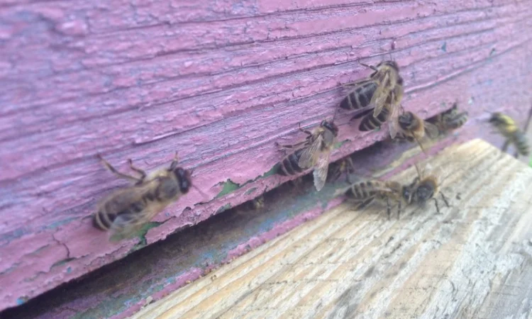 Пчеломатки Карника – разные линии - фото № 1