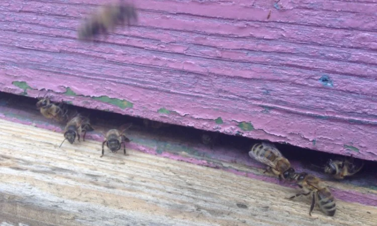 Пчеломатки Бакфаст - фото № 1