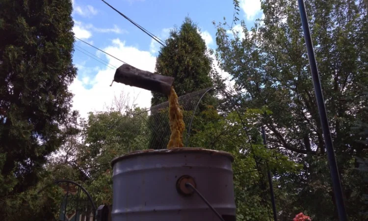 Продам пчеломатки кавказянки - фото № 1