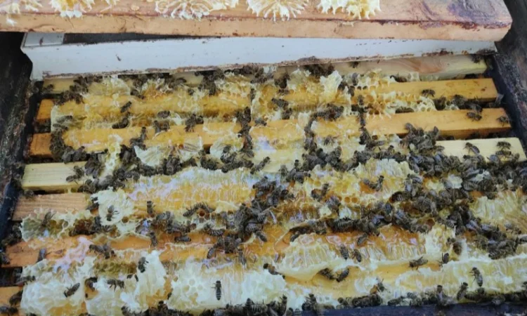 Пчеломатки Карпатки – високоякісні бджоло матки - фото № 6