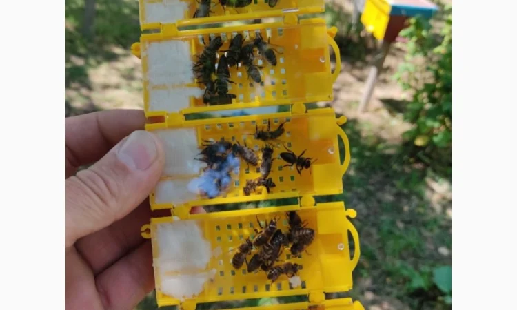 Пчеломатки Карпатки – високоякісні бджоло матки - фото № 1