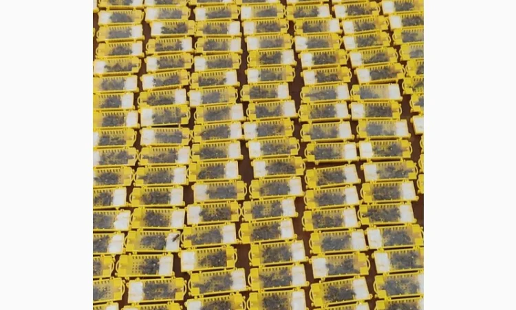 Пчеломатки Карпатки – високоякісні бджоло матки - фото № 2