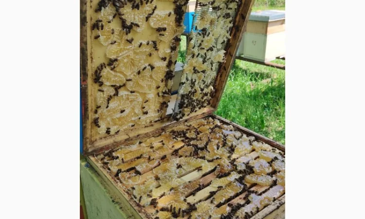 Пчеломатки Карпатки – високоякісні бджоло матки - фото № 3